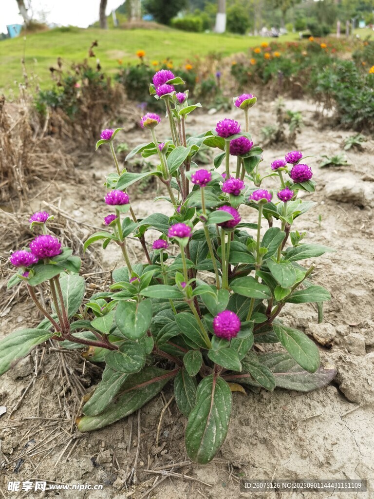 紫色花朵绽放于绿植间