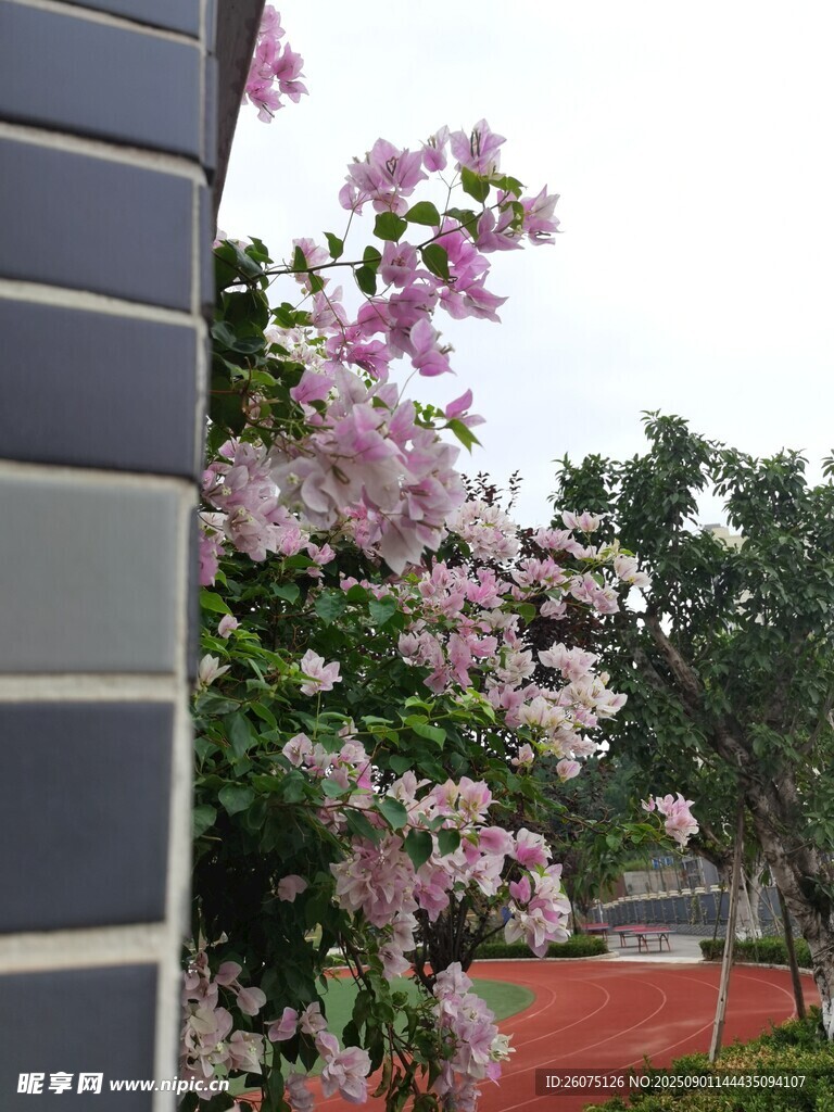 墙边绽放的烂漫粉色花朵