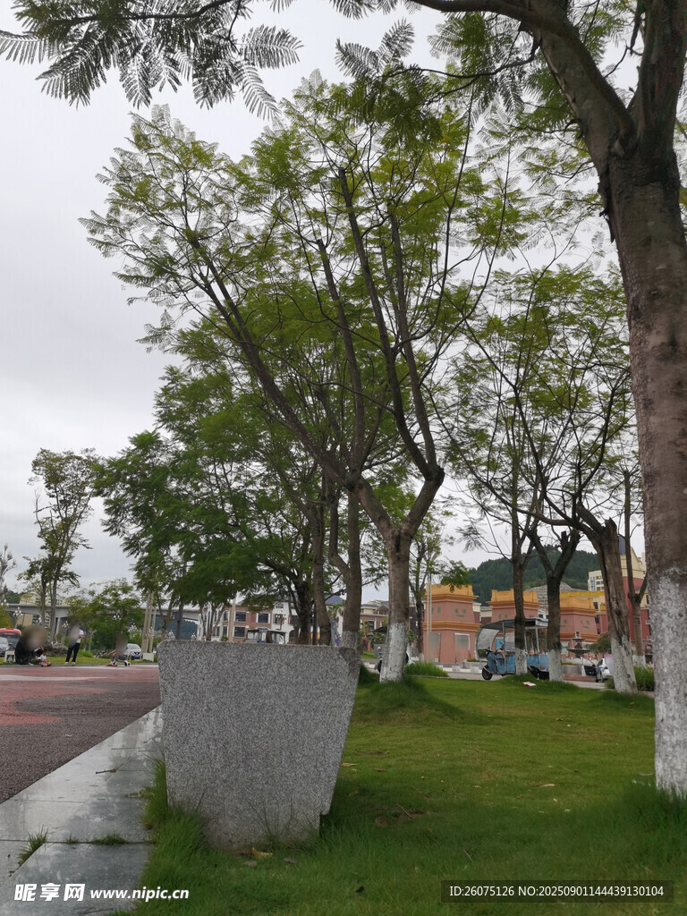 城市路边绿树与石凳景观
