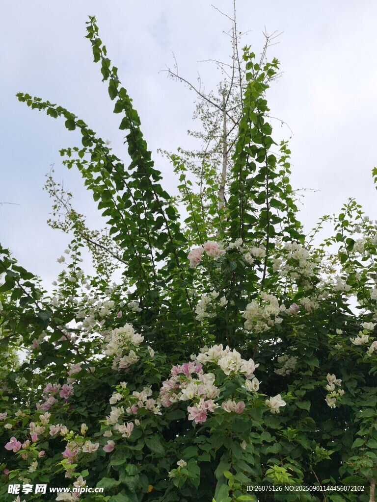 繁茂绿植与绽放白花