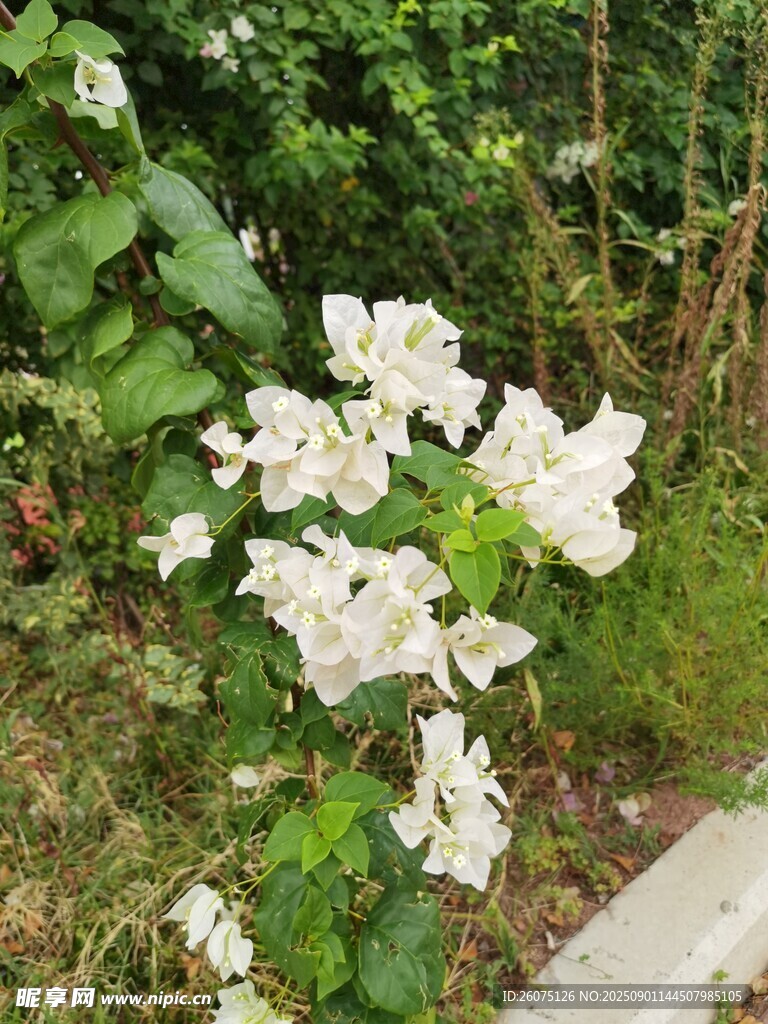 白色三角梅绽放于绿植间
