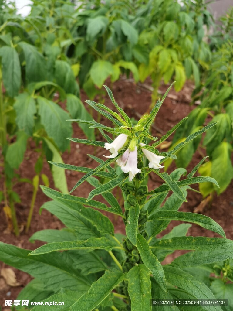田间绽放的白色芝麻花