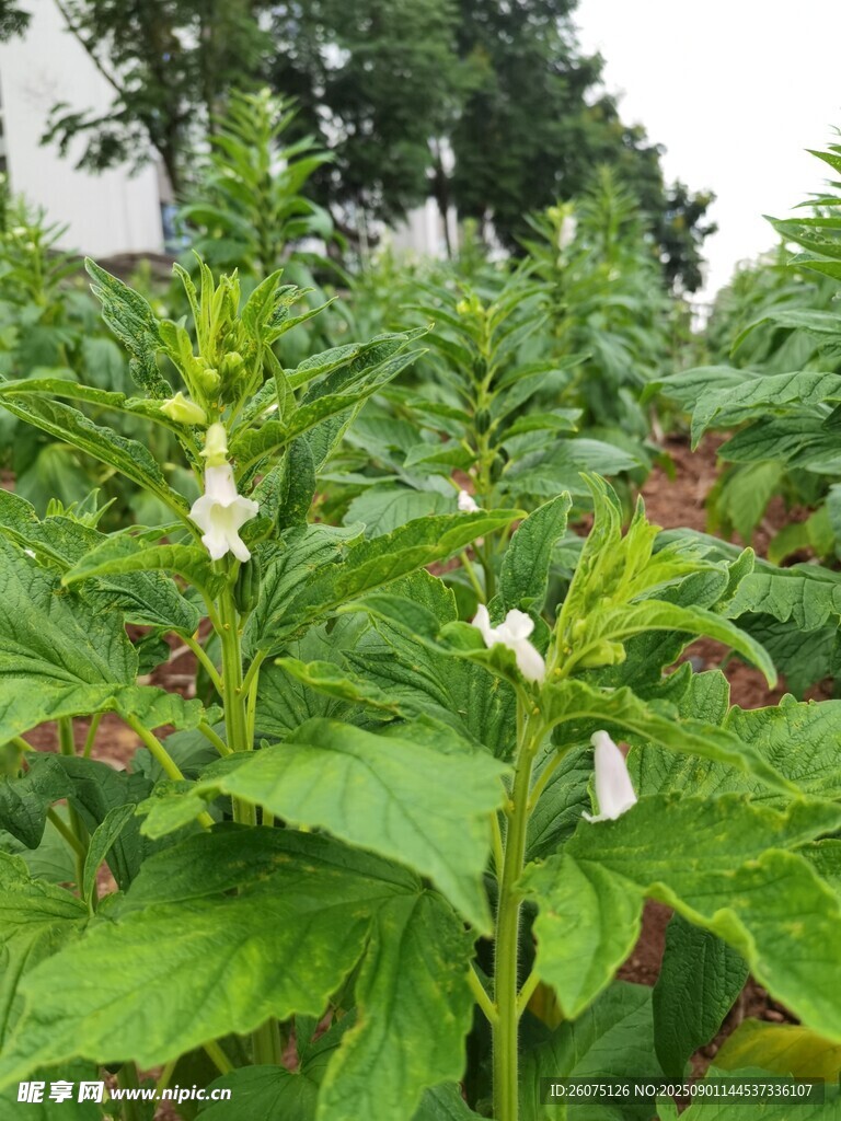 绿叶白花的芝麻植株