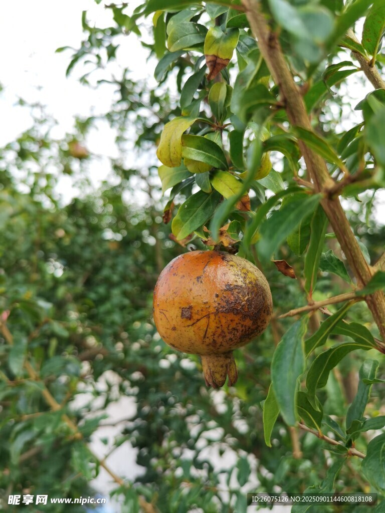 枝头成熟的诱人石榴