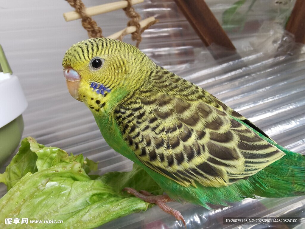 黄绿鹦鹉站在生菜上