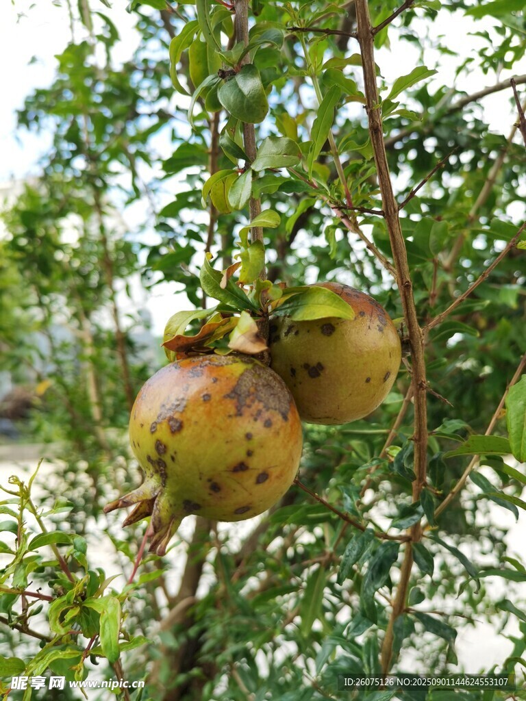 枝头成熟的饱满石榴