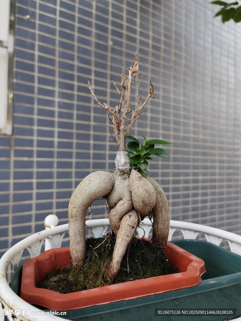 奇特造型的块状根茎植物