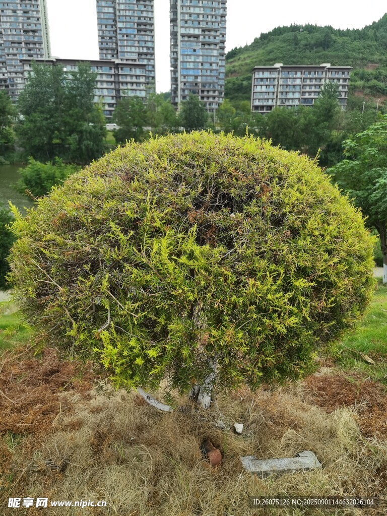 球形灌木绿植景观