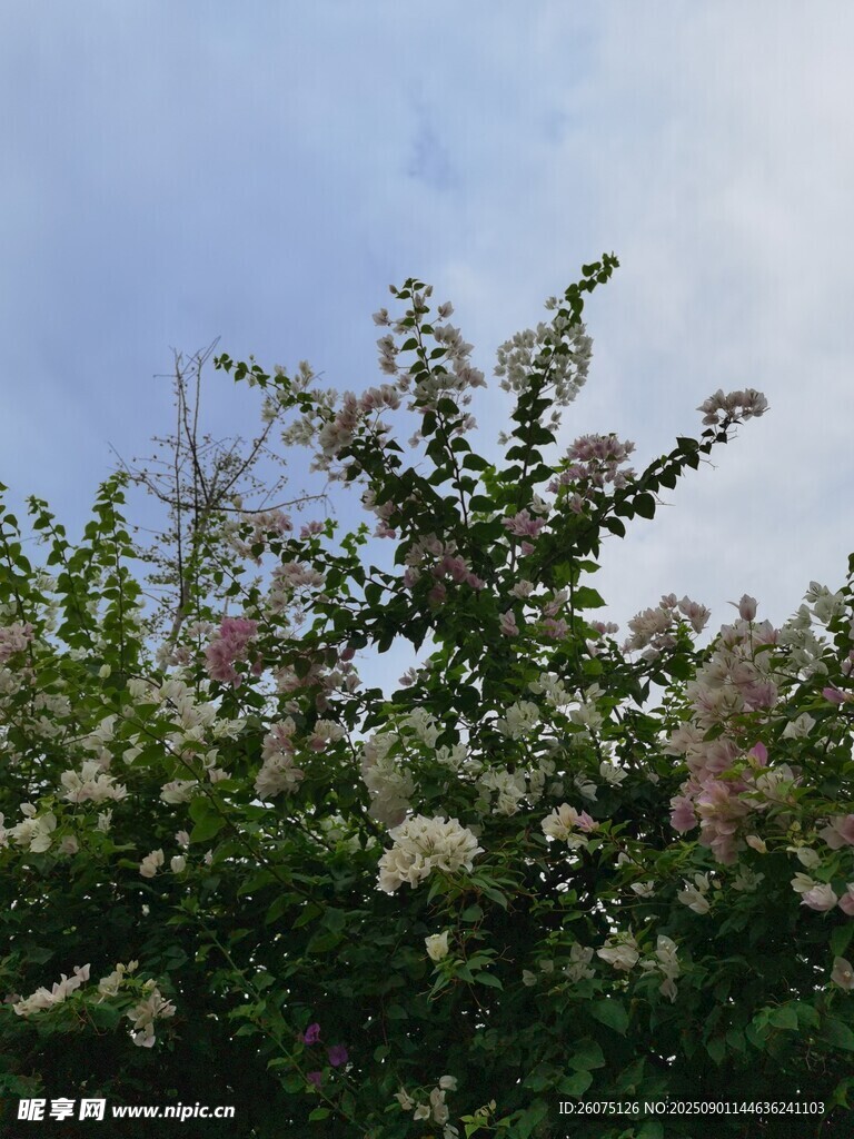 繁花盛开的绿植景观