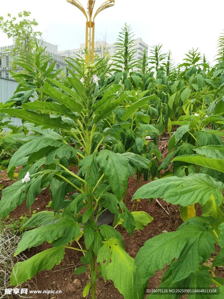 烟草种植园的繁茂景象