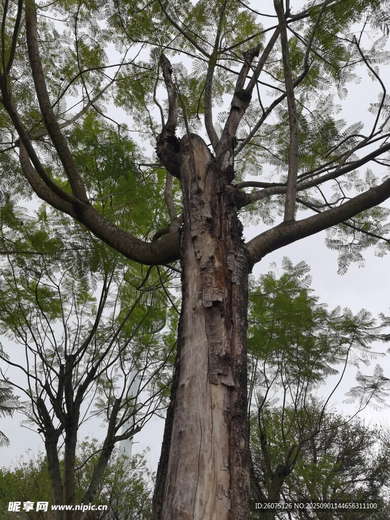 高大挺拔的古老树木