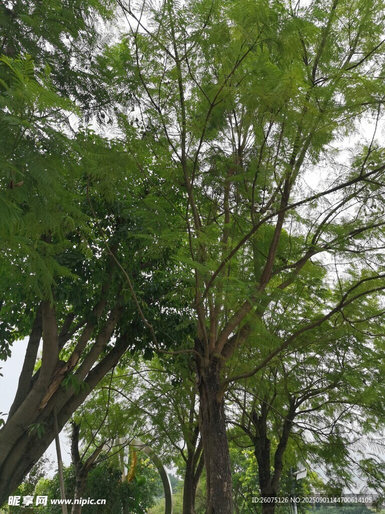 茂密树林中的葱郁树冠