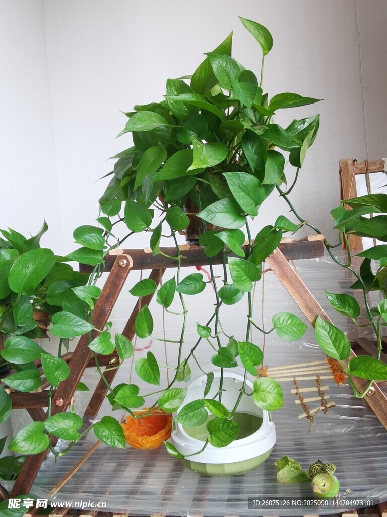 室内悬挂的翠绿绿萝盆栽