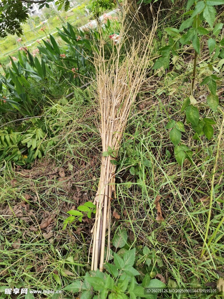 户外草丛中的自制扫帚
