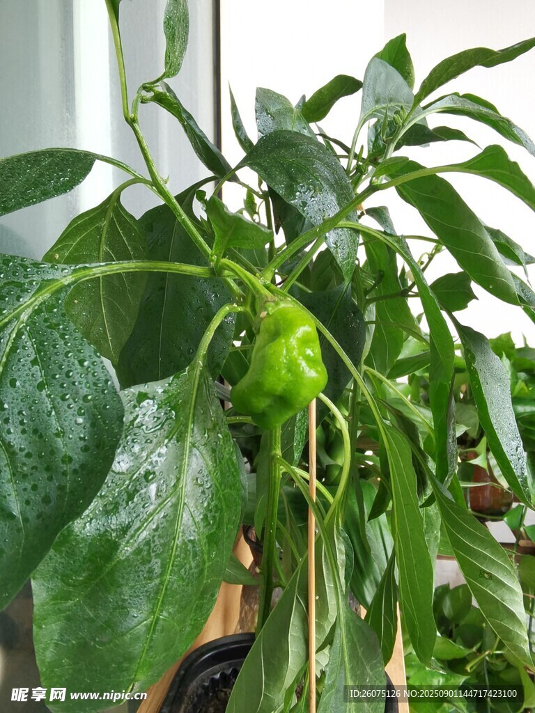 盆栽青椒植物特写