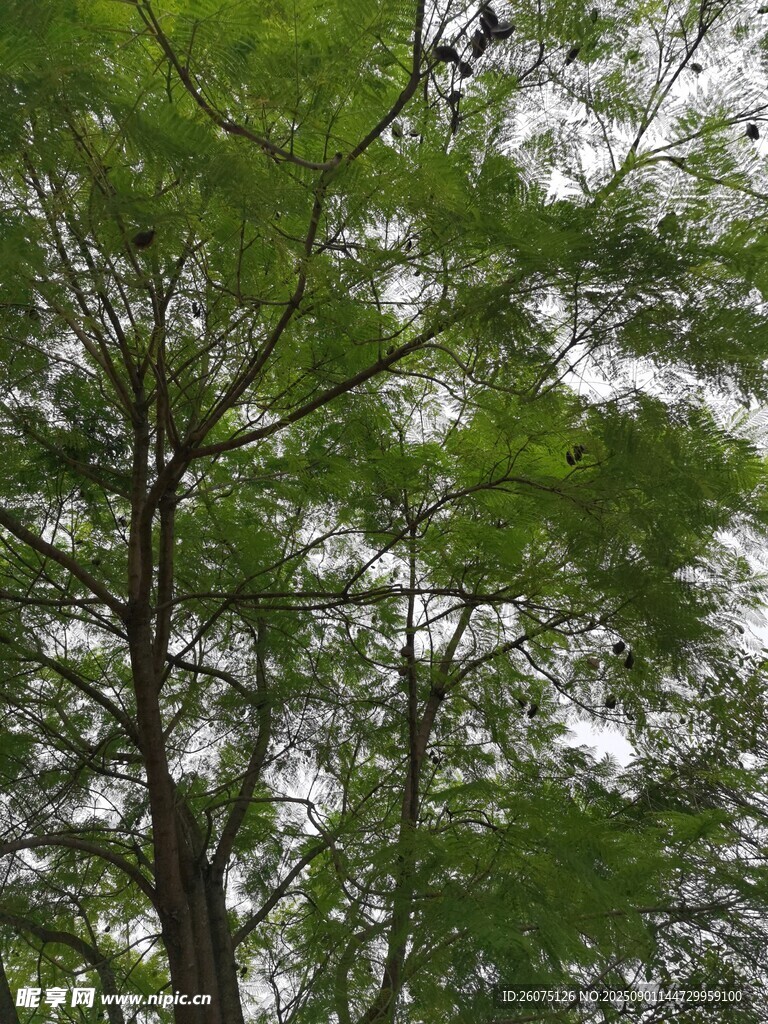 仰视葱郁树木枝叶