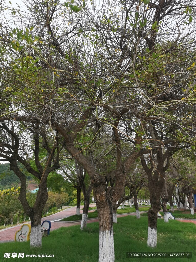 公园树木景观