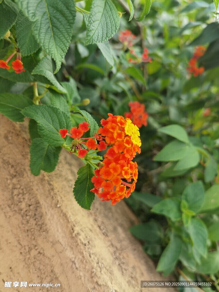 鲜艳花丛中的橙黄花朵