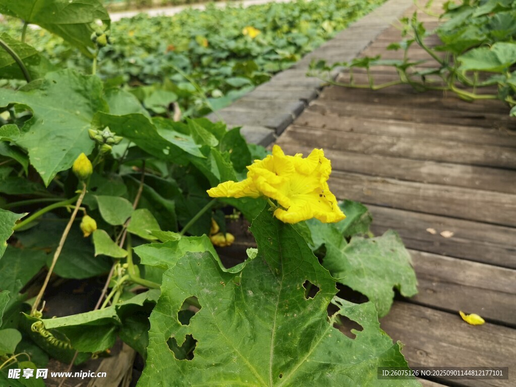 小径旁绽放的黄色瓜花