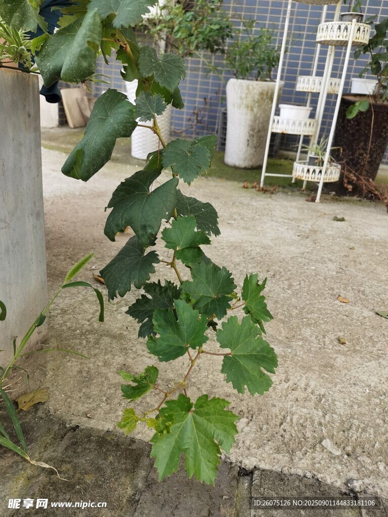 户外生长的绿色葡萄藤蔓