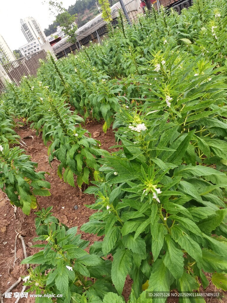 田间芝麻植株绿意盎然