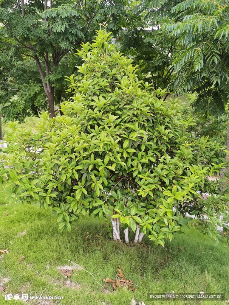 翠绿灌木立于葱郁草地