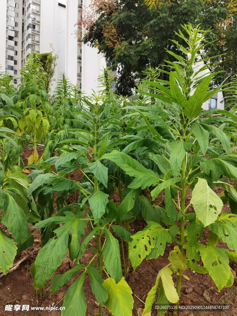 绿叶芝麻植株于建筑旁生长