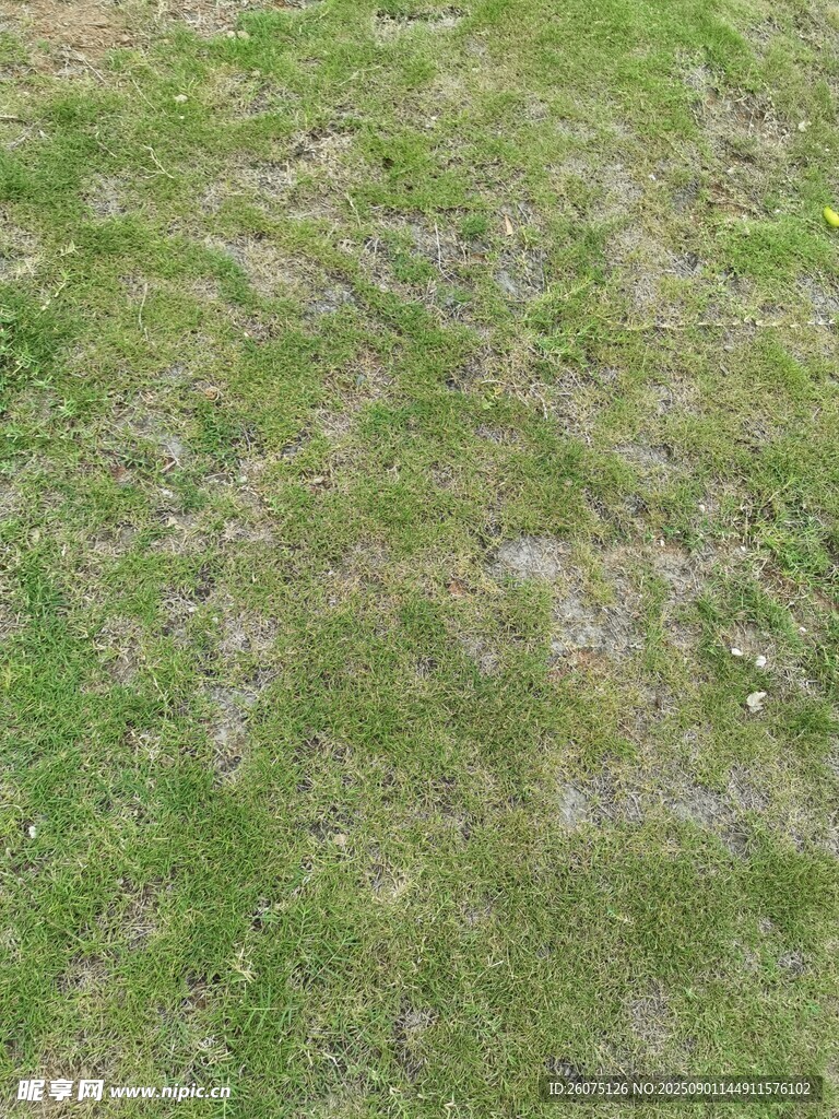斑驳草地特写