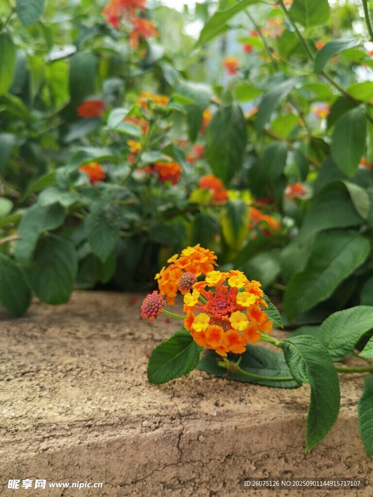 多彩花丛中的艳丽小花