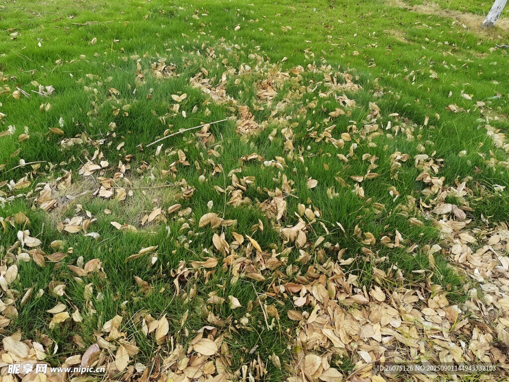 翠绿草地金黄落叶景象