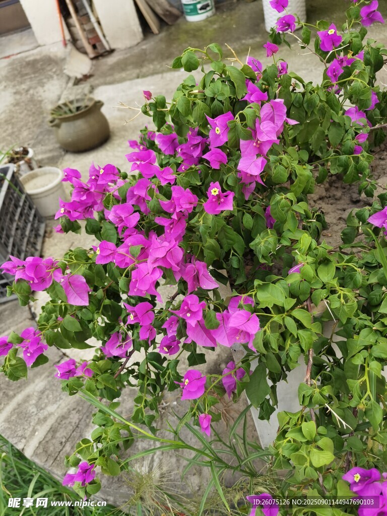 绽放的艳丽三角梅