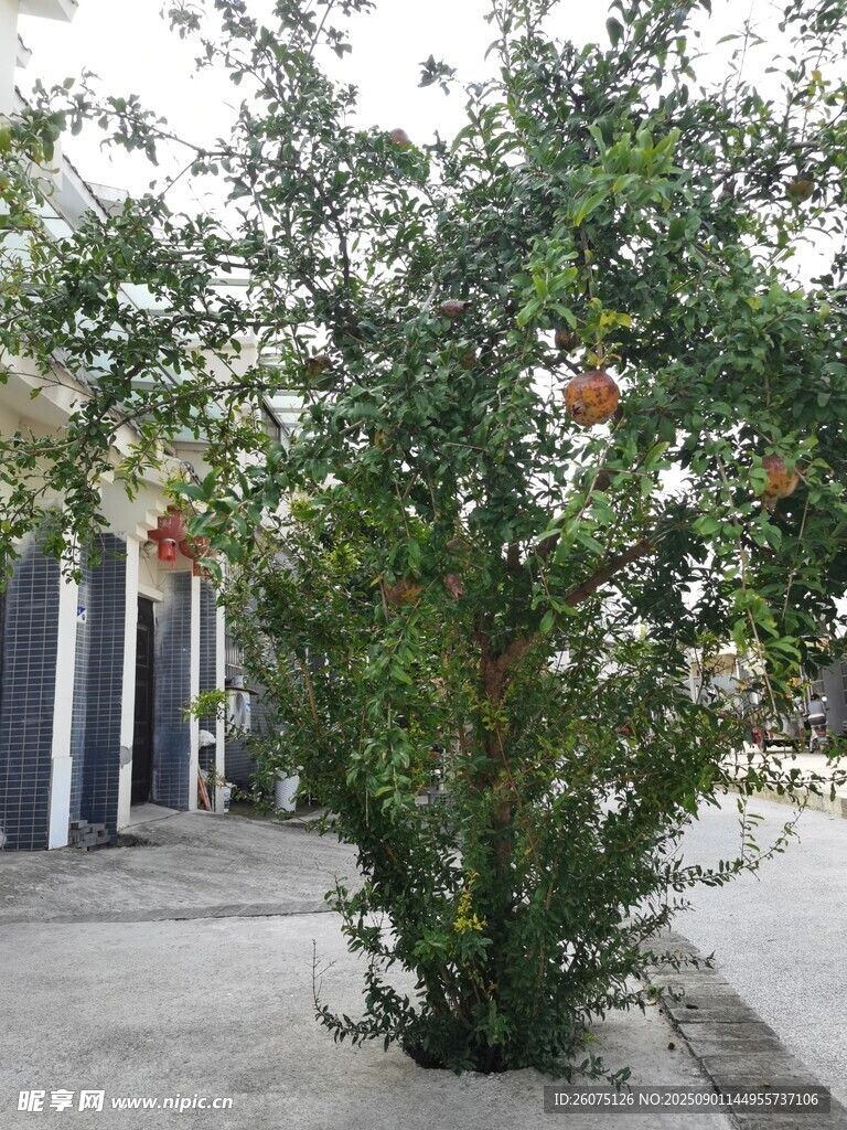 庭院挂满果实的石榴树