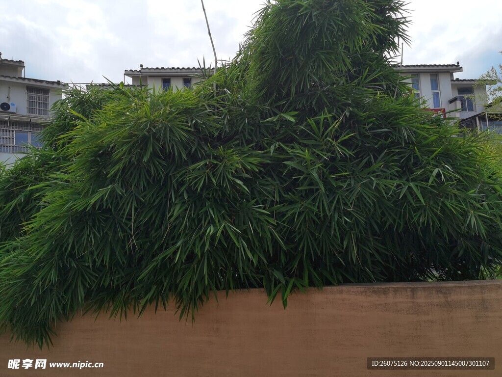 墙边繁茂竹叶景观