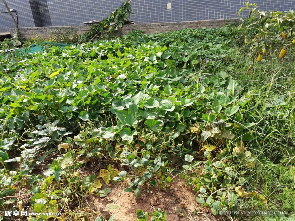 繁茂的菜地植物景观