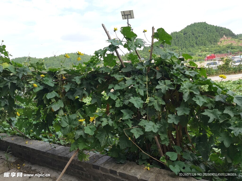 屋顶上的繁茂瓜藤