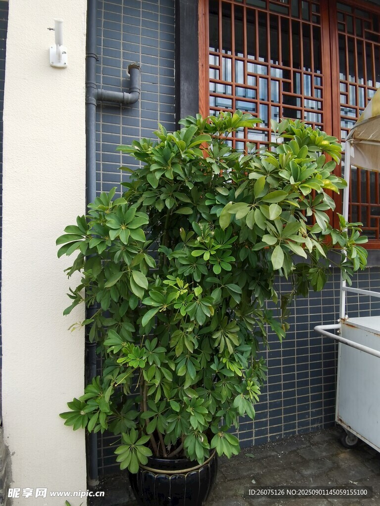 门前绿植生机盎然