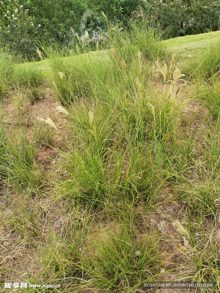 野外草地景观