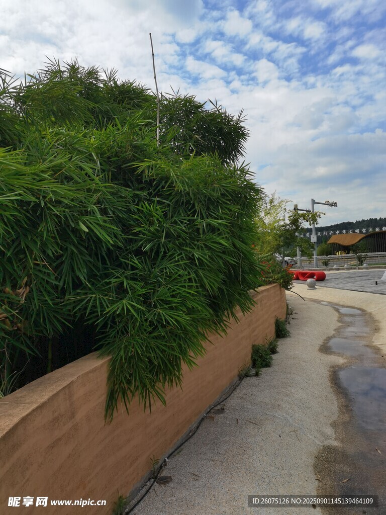 路边绿植与矮墙景观