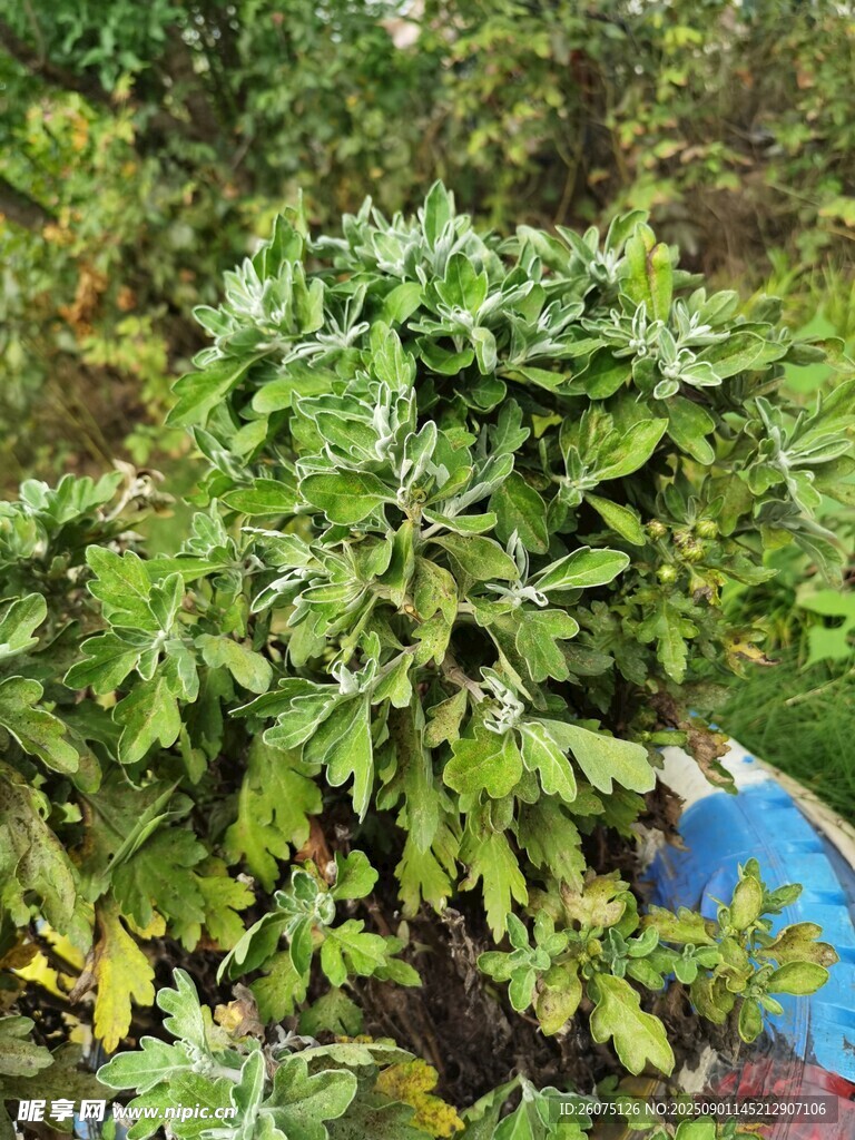 绿叶繁茂的菊花植株景观