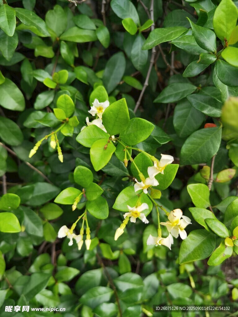 绿叶丛中的白色小花