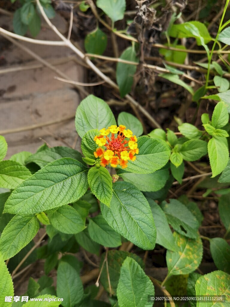 鲜艳小花绽放绿叶间