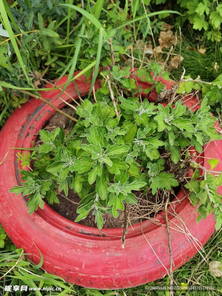 废旧轮胎变身绿植花盆
