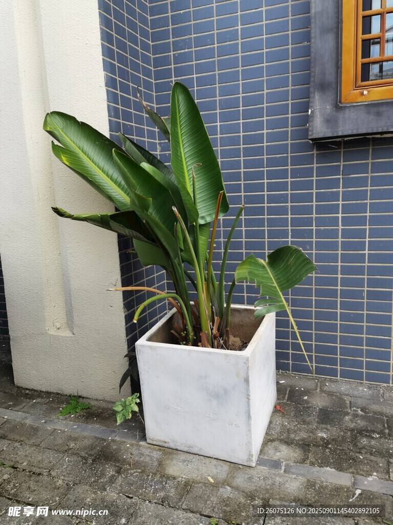 白色花盆中的葱郁绿植