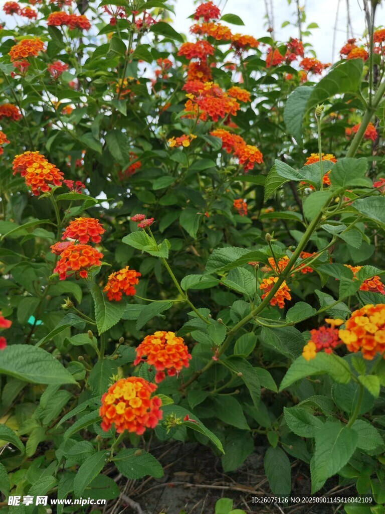 鲜艳橙花绽放绿叶间