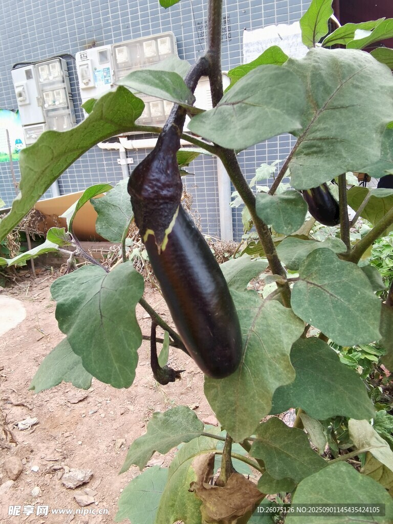 枝头悬挂的紫茄子