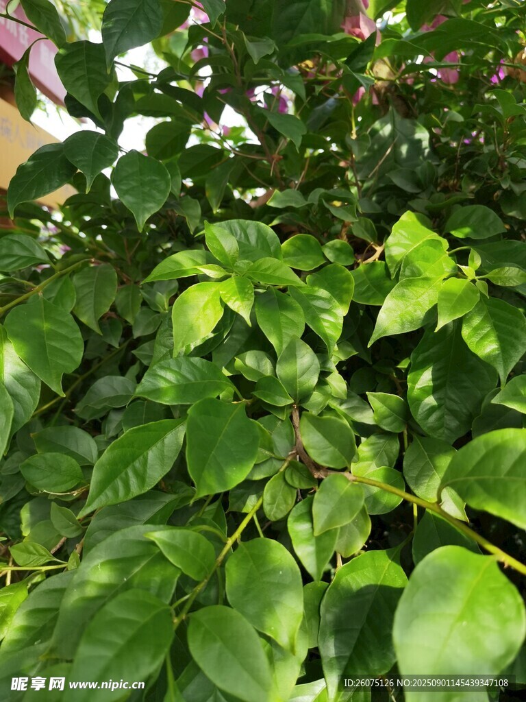 翠绿繁茂的三角梅植物叶片