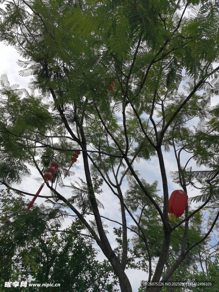 枝头红灯笼隐于绿叶间