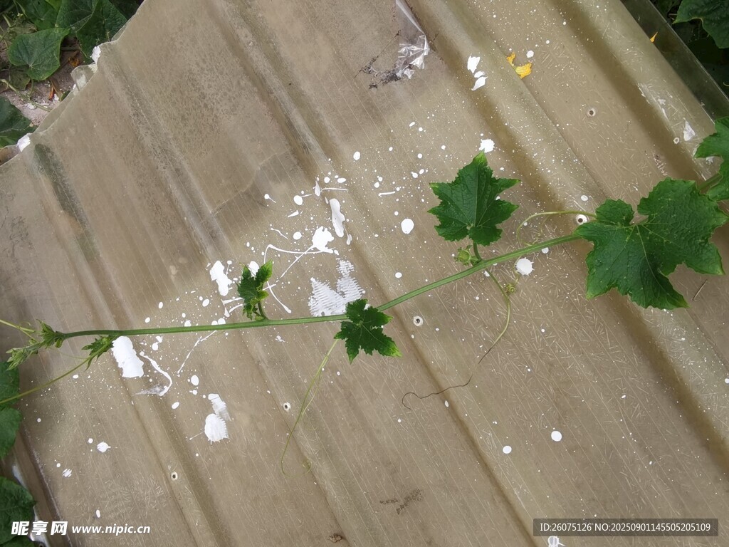藤蔓攀附于斑驳地面