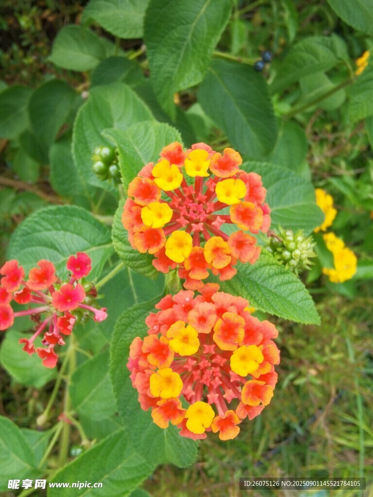 多彩马缨丹绽放绿叶间