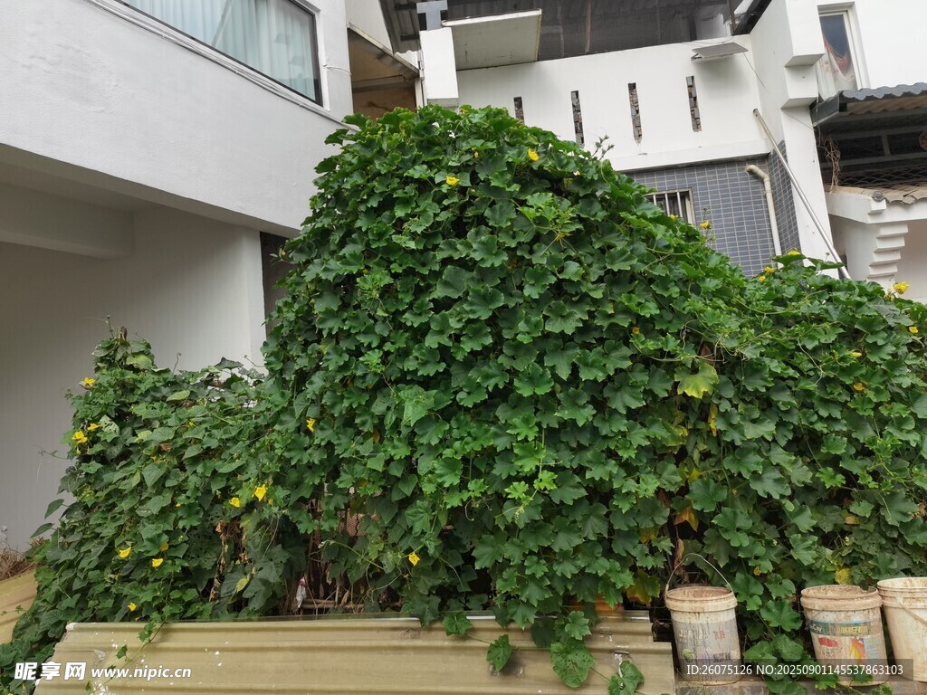 庭院中茂盛的绿色瓜类藤蔓